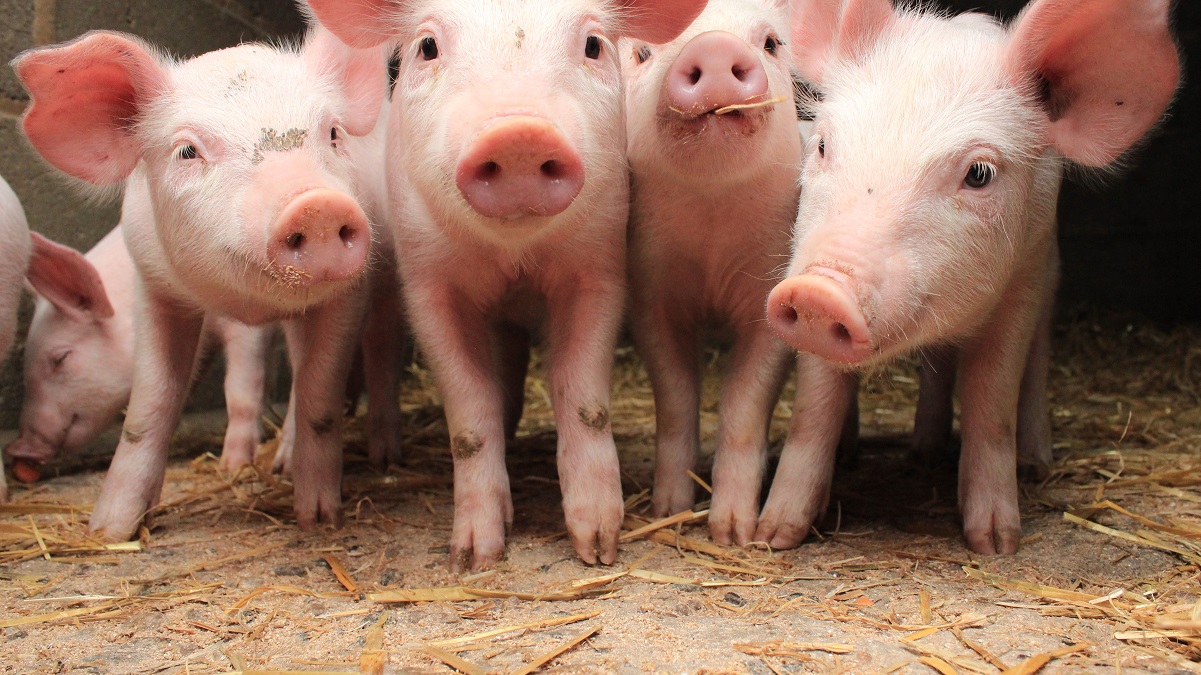 NAJK brengt toekomstvisie varkenshouderij uit (1)